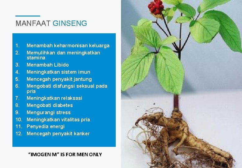 MANFAAT GINSENG 1. 2. Menambah keharmonisan keluarga Memulihkan dan meningkatkan stamina 3. Menambah Libido