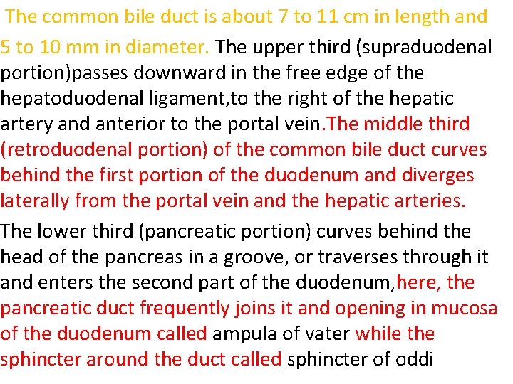 The common bile duct is about 7 to 11 cm in length and 5