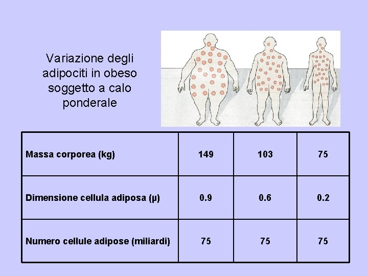 Variazione degli adipociti in obeso soggetto a calo ponderale Massa corporea (kg) 149 103