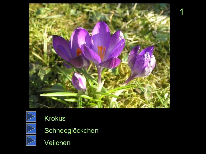 1 Krokus Schneeglöckchen Veilchen 