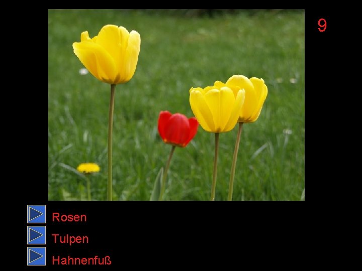 9 Rosen Tulpen Hahnenfuß 