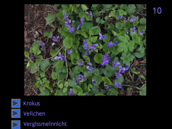 10 Krokus Veilchen Vergissmeinnicht 