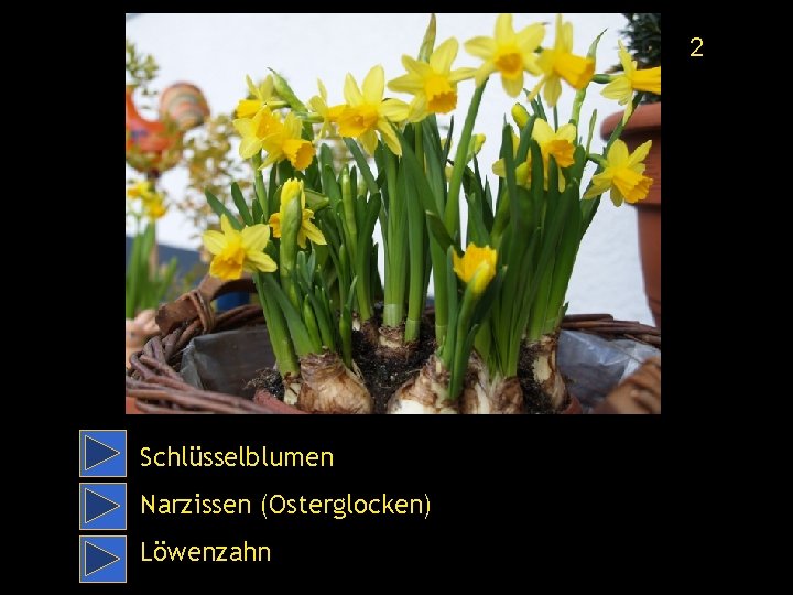 2 Schlüsselblumen Narzissen (Osterglocken) Löwenzahn 