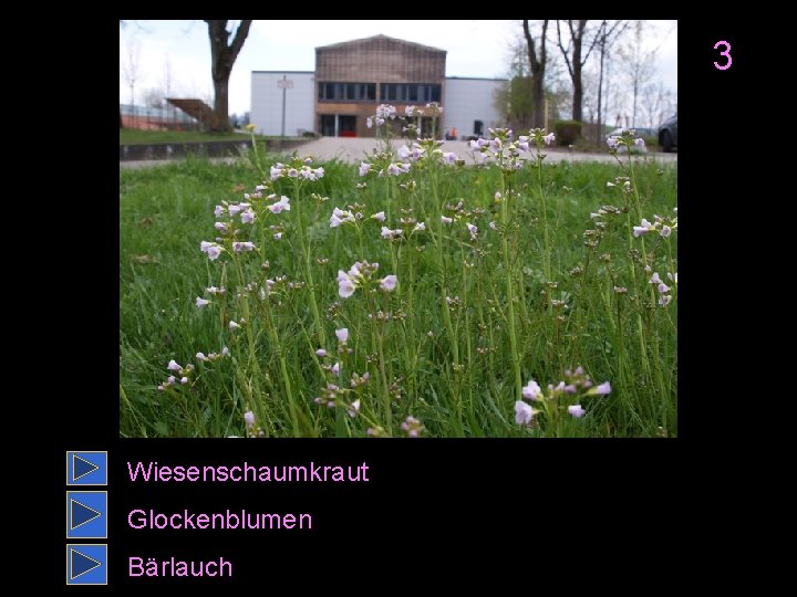 3 Wiesenschaumkraut Glockenblumen Bärlauch 