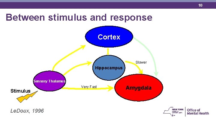 10 Between stimulus and response Cortex Slower Hippocampus Sensory Thalamus Stimulus Le. Doux, 1996