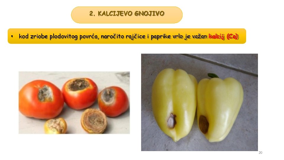 2. KALCIJEVO GNOJIVO • kod zriobe plodovitog povrća, naročito rajčice i paprike vrlo je