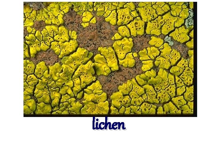 lichen 