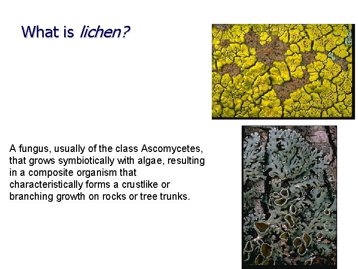 What is lichen? A fungus, usually of the class Ascomycetes, that grows symbiotically with