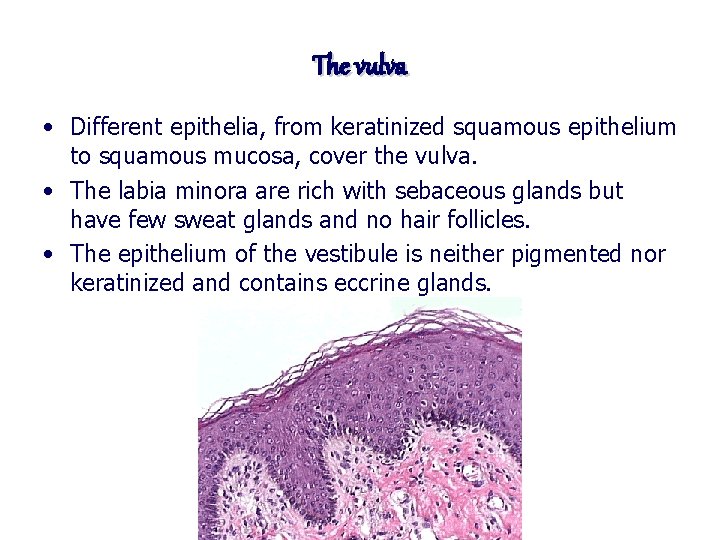 The vulva • Different epithelia, from keratinized squamous epithelium to squamous mucosa, cover the