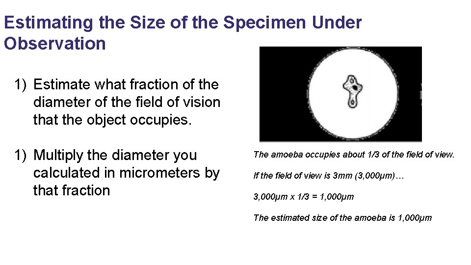 Estimating the Size of the Specimen Under Observation 1) Estimate what fraction of the