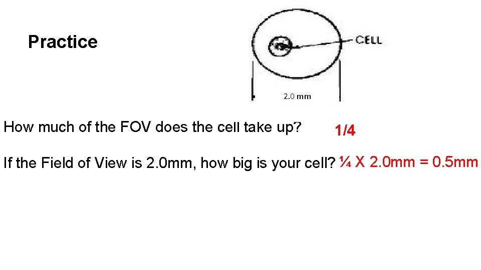 Practice 2. 0 mm How much of the FOV does the cell take up?