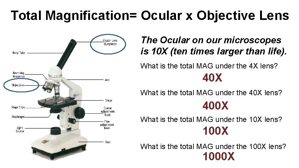 Total Magnification= Ocular x Objective Lens The Ocular on our microscopes is 10 X