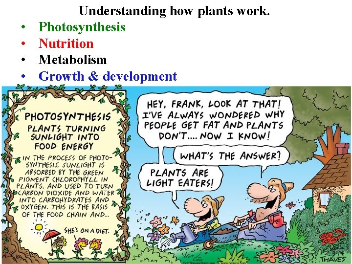  • • Understanding how plants work. Photosynthesis Nutrition Metabolism Growth & development 