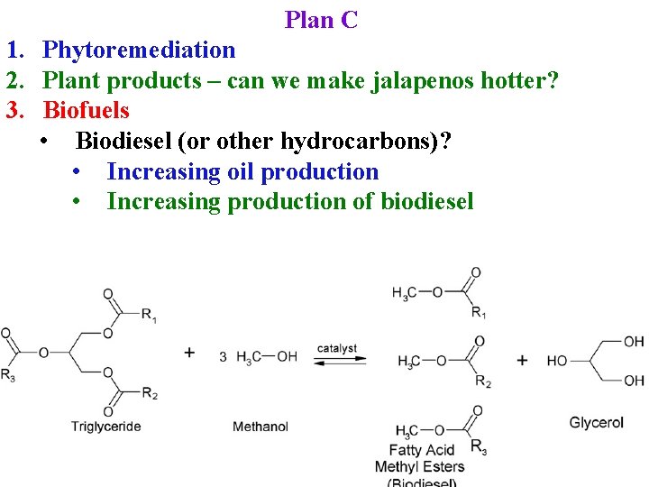 Plan C 1. Phytoremediation 2. Plant products – can we make jalapenos hotter? 3.