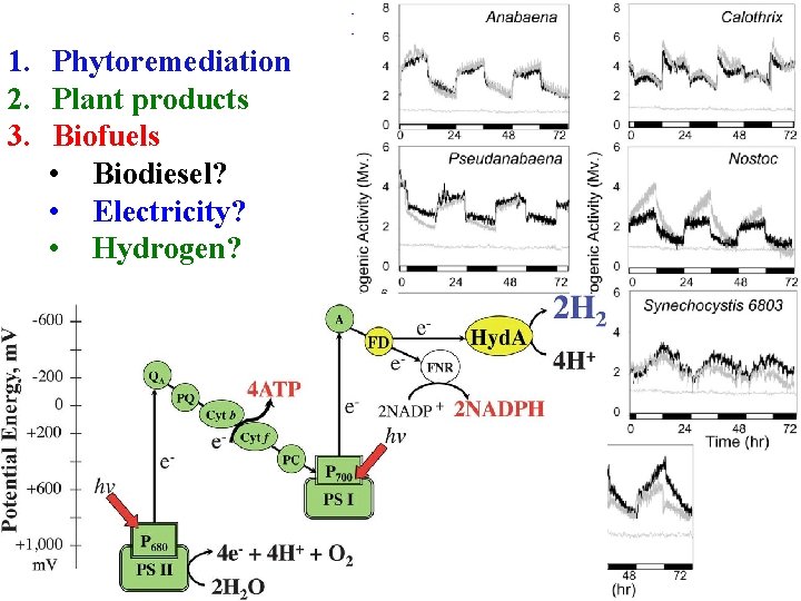 Plan C 1. Phytoremediation 2. Plant products 3. Biofuels • Biodiesel? • Electricity? •