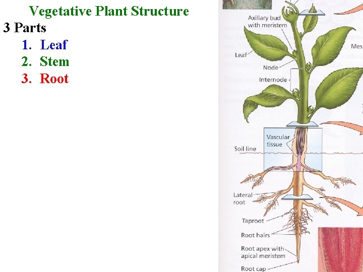 Vegetative Plant Structure 3 Parts 1. Leaf 2. Stem 3. Root 