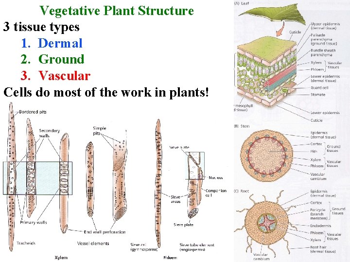 Vegetative Plant Structure 3 tissue types 1. Dermal 2. Ground 3. Vascular Cells do