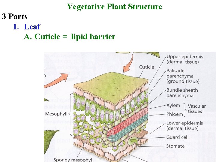 Vegetative Plant Structure 3 Parts 1. Leaf A. Cuticle = lipid barrier 