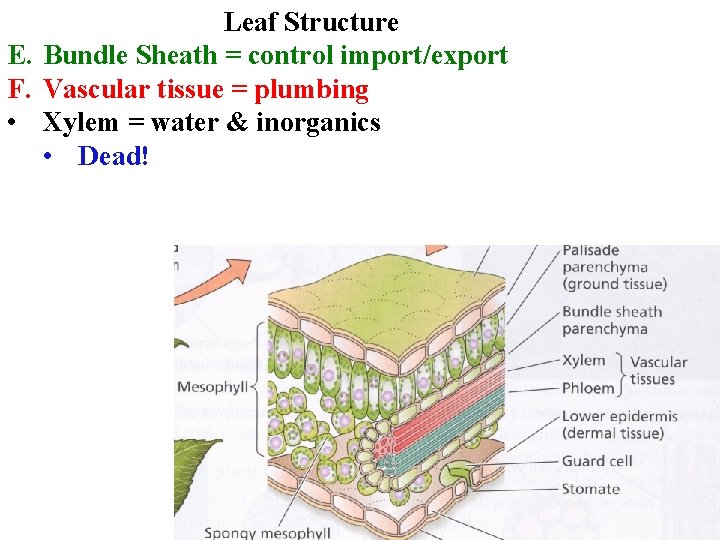 Leaf Structure E. Bundle Sheath = control import/export F. Vascular tissue = plumbing •