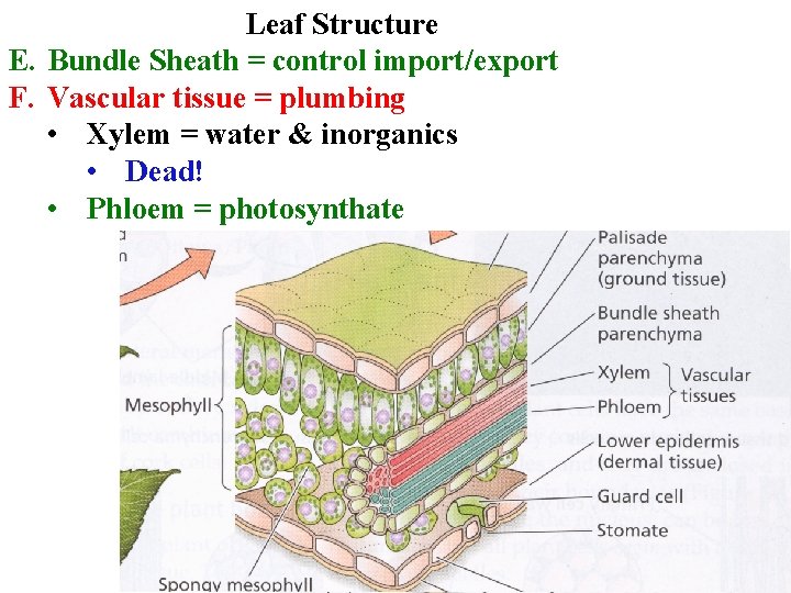 Leaf Structure E. Bundle Sheath = control import/export F. Vascular tissue = plumbing •