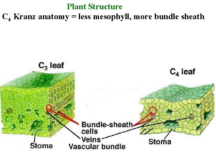 Plant Structure C 4 Kranz anatomy = less mesophyll, more bundle sheath 
