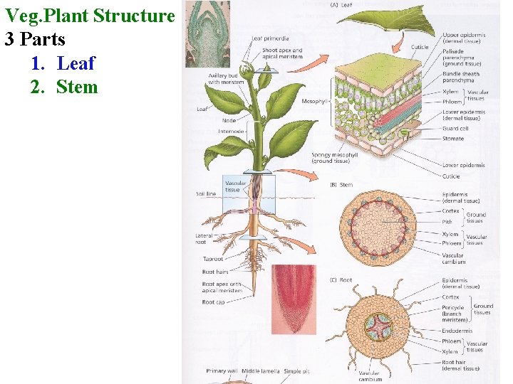 Veg. Plant Structure 3 Parts 1. Leaf 2. Stem 