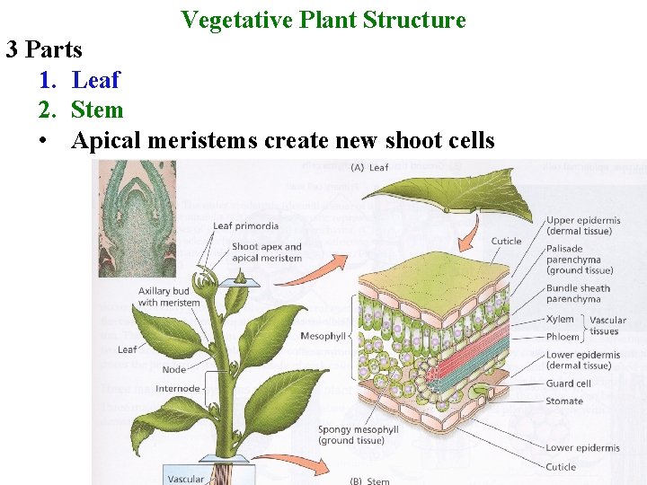 Vegetative Plant Structure 3 Parts 1. Leaf 2. Stem • Apical meristems create new