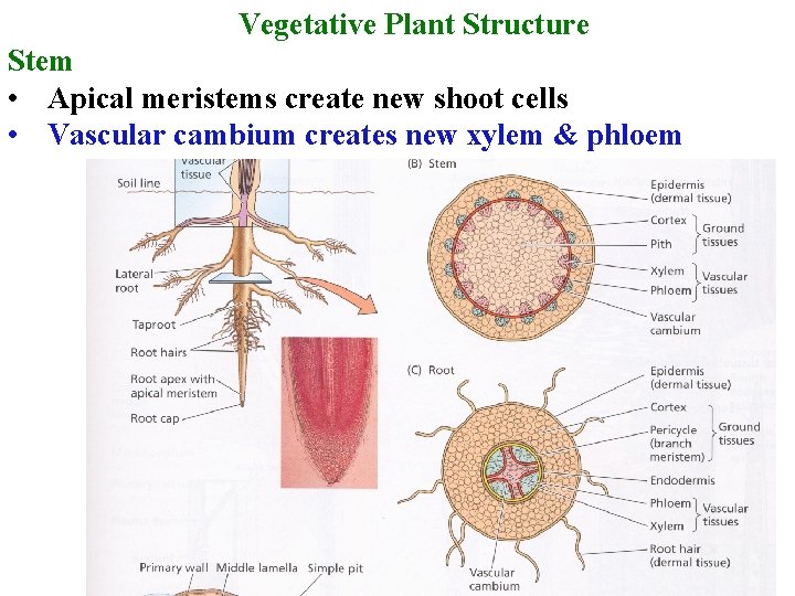 Vegetative Plant Structure Stem • Apical meristems create new shoot cells • Vascular cambium