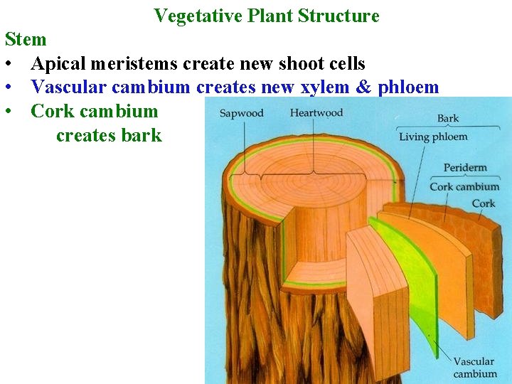 Vegetative Plant Structure Stem • Apical meristems create new shoot cells • Vascular cambium