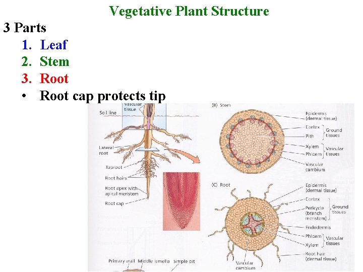 Vegetative Plant Structure 3 Parts 1. Leaf 2. Stem 3. Root • Root cap