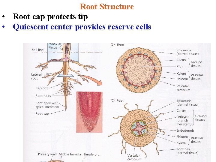 Root Structure • Root cap protects tip • Quiescenter provides reserve cells 