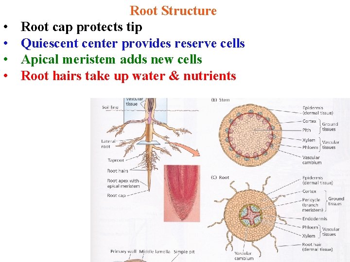  • • Root Structure Root cap protects tip Quiescenter provides reserve cells Apical