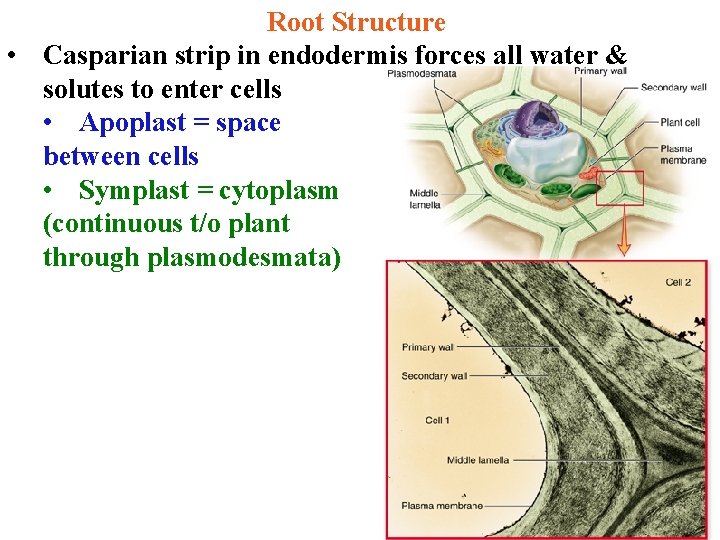 Root Structure • Casparian strip in endodermis forces all water & solutes to enter