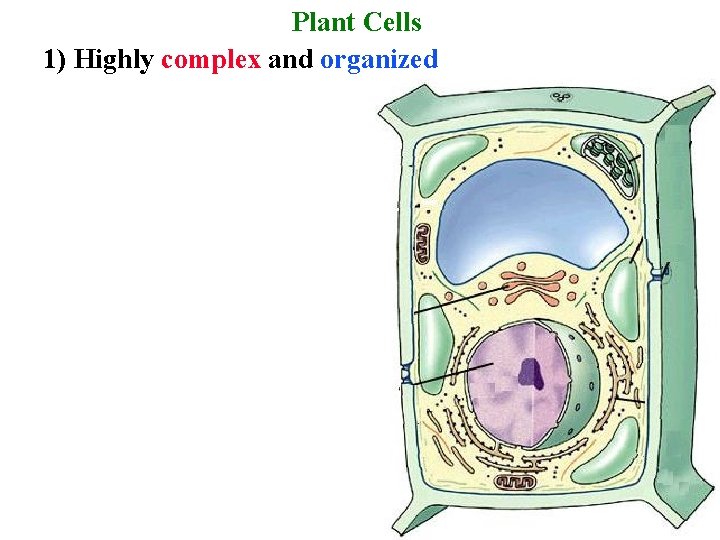 Plant Cells 1) Highly complex and organized 