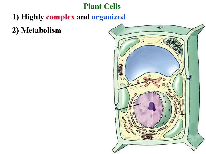 Plant Cells 1) Highly complex and organized 2) Metabolism 