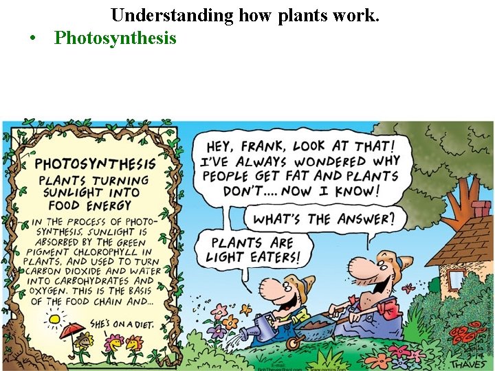 Understanding how plants work. • Photosynthesis 