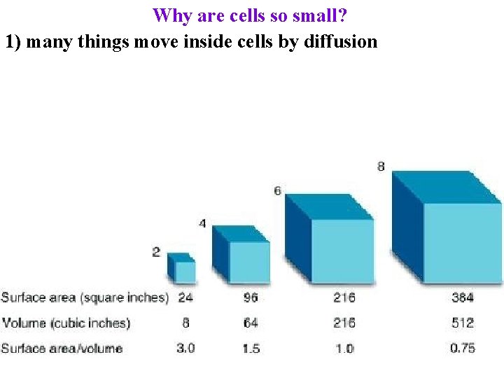 Why are cells so small? 1) many things move inside cells by diffusion 