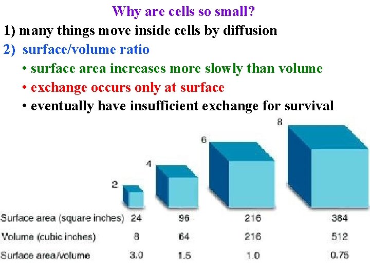 Why are cells so small? 1) many things move inside cells by diffusion 2)