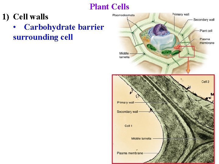 Plant Cells 1) Cell walls • Carbohydrate barrier surrounding cell 