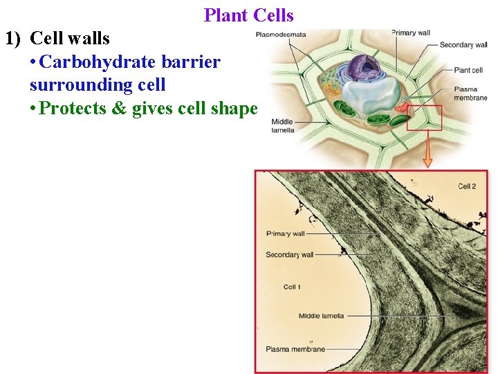 Plant Cells 1) Cell walls • Carbohydrate barrier surrounding cell • Protects & gives