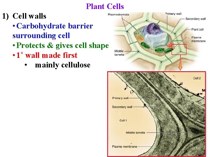 Plant Cells 1) Cell walls • Carbohydrate barrier surrounding cell • Protects & gives