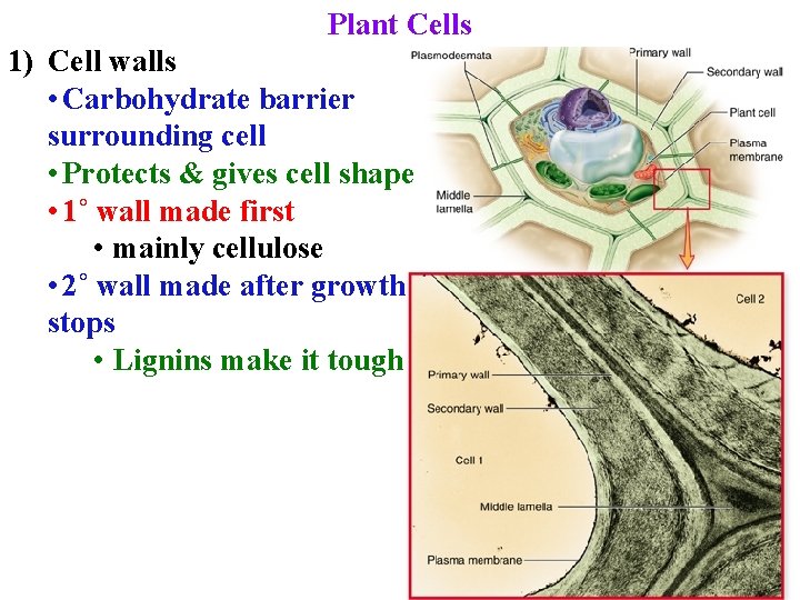 Plant Cells 1) Cell walls • Carbohydrate barrier surrounding cell • Protects & gives