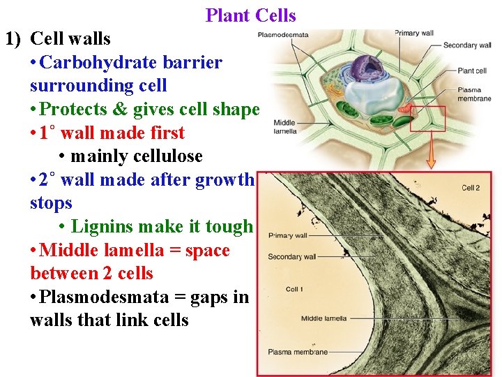 Plant Cells 1) Cell walls • Carbohydrate barrier surrounding cell • Protects & gives