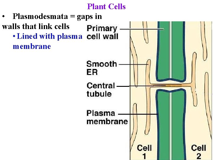 Plant Cells • Plasmodesmata = gaps in walls that link cells • Lined with