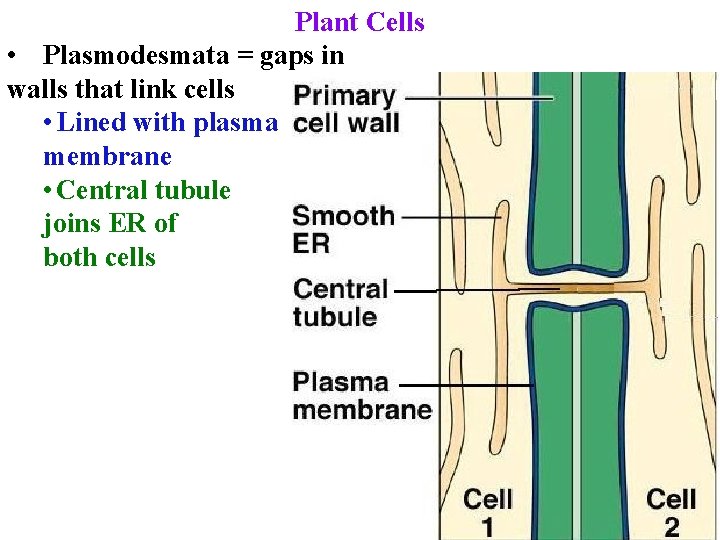 Plant Cells • Plasmodesmata = gaps in walls that link cells • Lined with