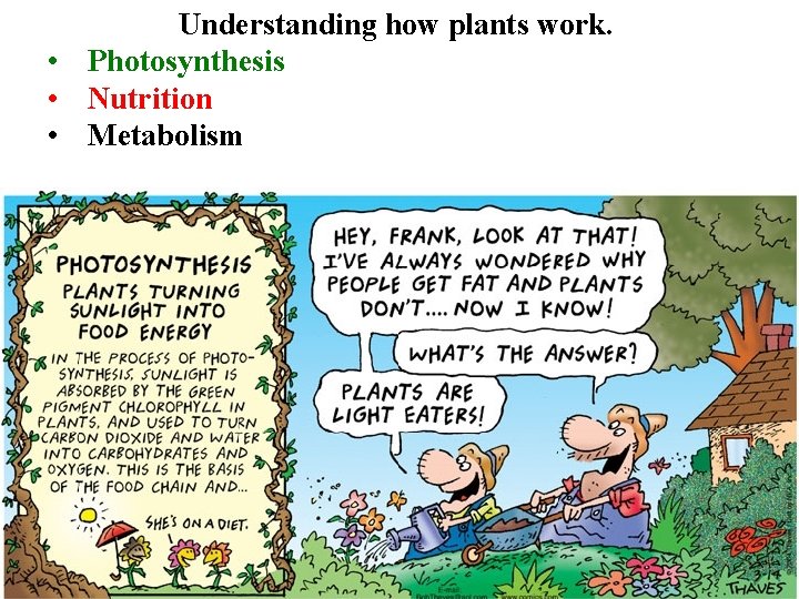 Understanding how plants work. • Photosynthesis • Nutrition • Metabolism 
