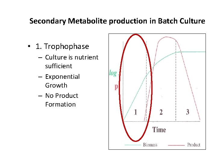 Secondary Metabolite production in Batch Culture • 1. Trophophase – Culture is nutrient sufficient