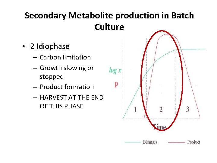 Secondary Metabolite production in Batch Culture • 2 Idiophase – Carbon limitation – Growth