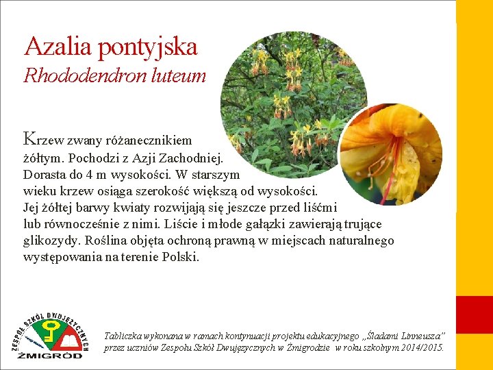 Azalia pontyjska Rhododendron luteum Krzew zwany różanecznikiem żółtym. Pochodzi z Azji Zachodniej. Dorasta do