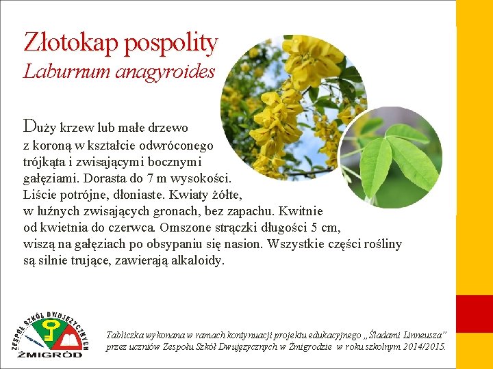 Złotokap pospolity Laburnum anagyroides Duży krzew lub małe drzewo z koroną w kształcie odwróconego